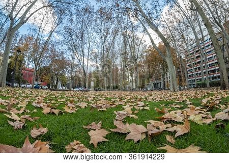 Madrid, Spain - December 13, 2018: A Carpet Of Yellow Foliage Of Winter Plane Trees Along Prado Boul