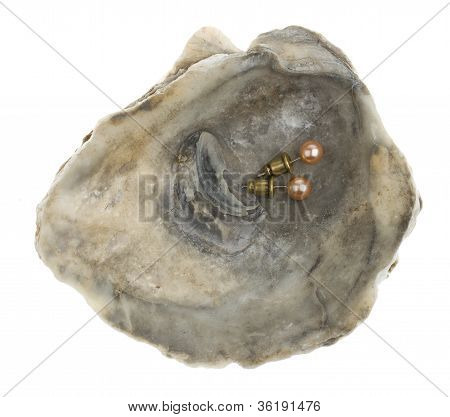 Pearl Earrings In A Oystershell