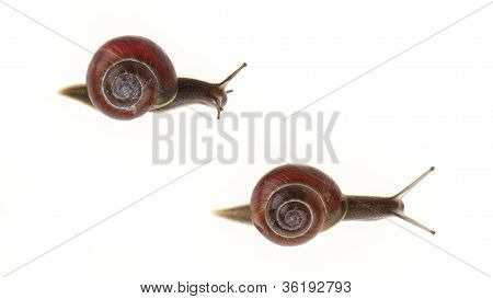 Two Garden Snails (helix Aspersa)
