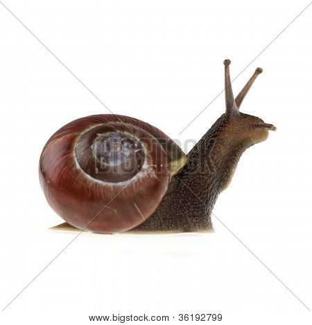 Garden Snail (helix Aspersa)