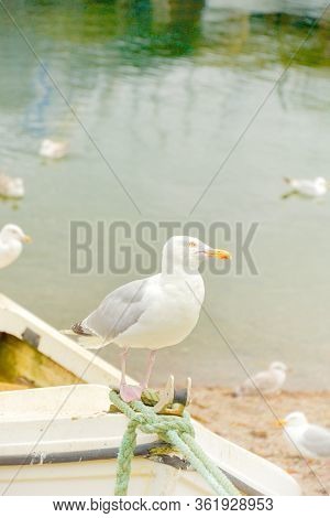 Seagull Sitting On A Boat In Ullapool Harbour, Scotland