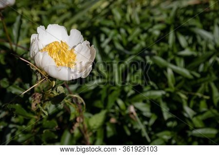 Single White Peony Flower With Yellow Anemone Center, Off Center With Selective Focus And Copy Space