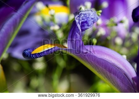 Close-up Of Violet Blue Iris Spuria In Natural Light, Outdoor Setting