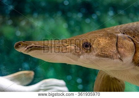 Alligator Gar Is A Ray-finned Euryhaline Fish Related To The Bowfin In The Infraclass Holostei. It I