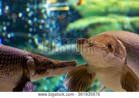 Alligator Gar Is A Ray-finned Euryhaline Fish Related To The Bowfin In The Infraclass Holostei. It I