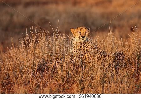 The Cheetah (acinonyx Jubatus) Lyingin The Grass At Sunset. Cheetan In The Grass.