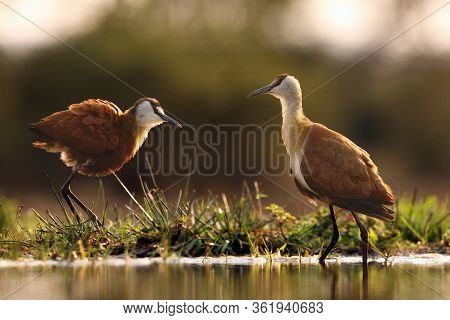 The African Jacana (actophilornis Africanus) In The Shallow Lagoon. A Pair Of Jacana Stand In Shallo