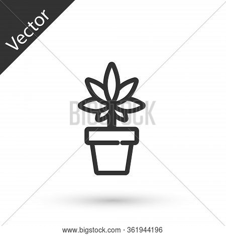 Grey Line Medical Marijuana Or Cannabis Plant In Pot Icon Isolated On White Background. Marijuana Gr