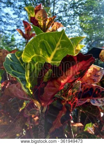 Codiaeum Variegatum (croton, Variegated Laurel, Garden Croton, Orange Jessamine) With Natural Backgr