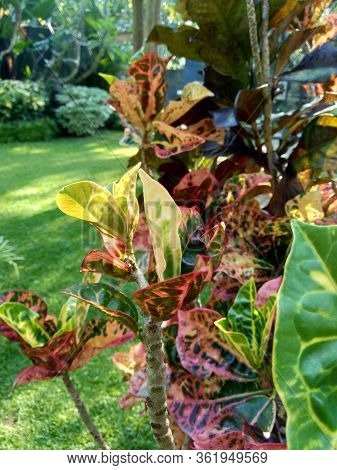 Codiaeum Variegatum (croton, Variegated Laurel, Garden Croton, Orange Jessamine) With Natural Backgr
