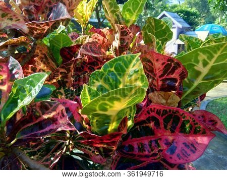 Codiaeum Variegatum (croton, Variegated Laurel, Garden Croton, Orange Jessamine) With Natural Backgr