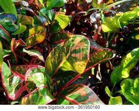 Codiaeum Variegatum (croton, Variegated Laurel, Garden Croton, Orange Jessamine) With Natural Backgr