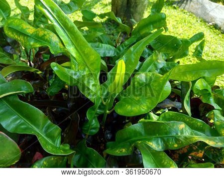 Codiaeum Variegatum (croton, Variegated Laurel, Garden Croton, Orange Jessamine) With Natural Backgr