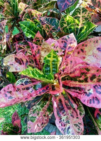 Codiaeum Variegatum (croton, Variegated Laurel, Garden Croton, Orange Jessamine) With Natural Backgr