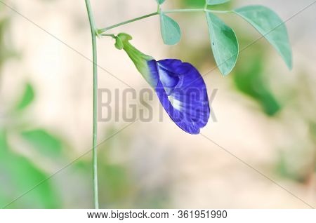 Butterfly Pea , Blue Pea Flower Or Clitoria Ternatea Linn