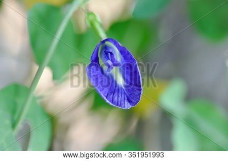 Butterfly Pea , Blue Pea Flower Or Clitoria Ternatea Linn