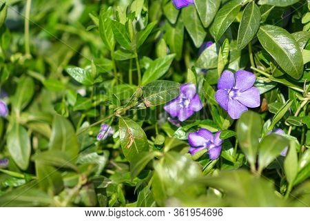 Vinca Minor In Outdoor Garden. Sunlight And Green Leaves.