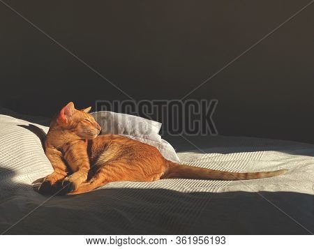 Red Cat Is Lying On The Bed