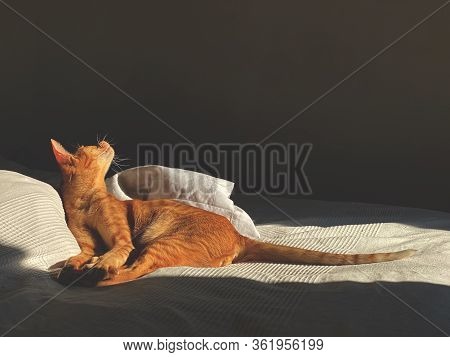 Playing C At Is Lying On The Bed