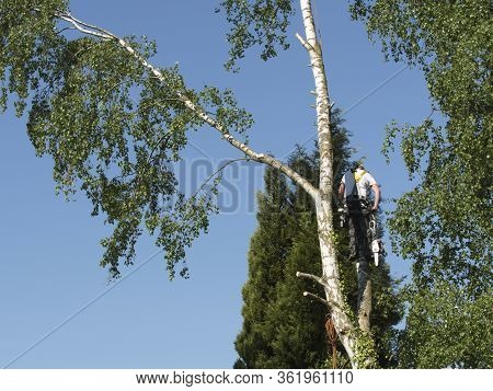 Close-up Mature Professional Male Tree Trimmer High In Top Birch Tree Cutting Branches With Gas Powe
