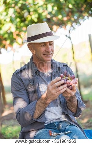 Agricultural Checking Quality Wine Grapes In Vineyard. Winemaker Examining Grapes. Traditional Winer