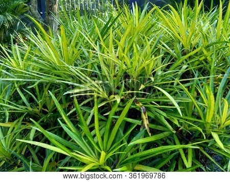 Osmoxylon Lineare (ararea) Flower With Natural Background