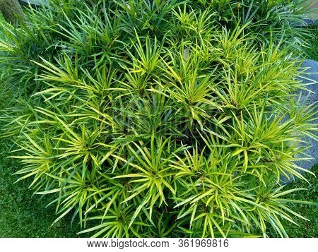 Osmoxylon Lineare (ararea) Flower With Natural Background