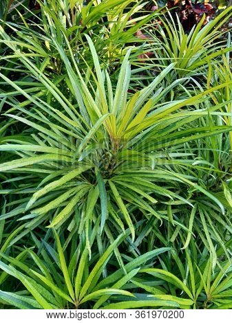 Osmoxylon Lineare (ararea) Flower With Natural Background