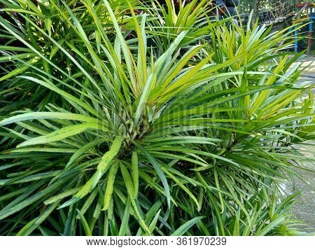Osmoxylon Lineare (ararea) Flower With Natural Background