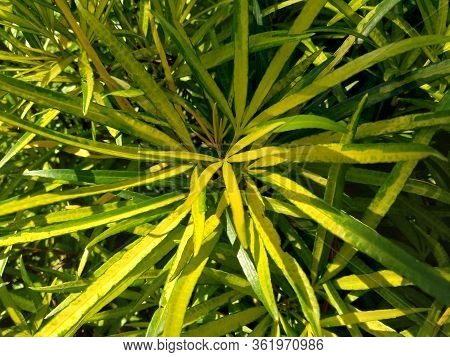 Osmoxylon Lineare (ararea) Flower With Natural Background