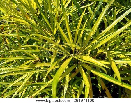 Osmoxylon Lineare (ararea) Flower With Natural Background