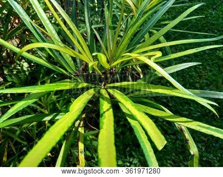Osmoxylon Lineare (ararea) Flower With Natural Background