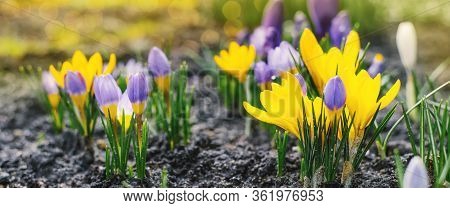 Spring Bright Background With Blooming Purple, Lilac, Yellow Crocus Flowers In Early Spring. Crocus 