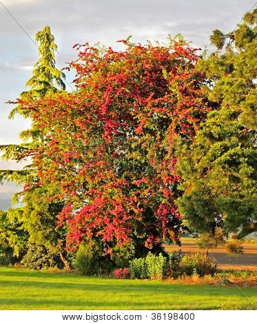 Blooming Pink Hawthorn Tree - Crataegus