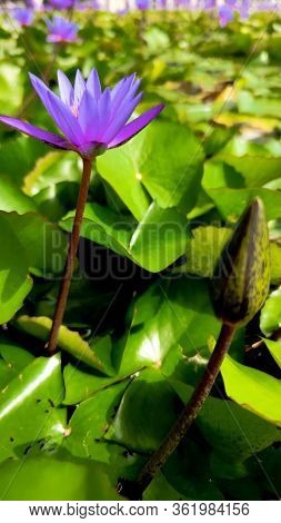 Purple Lilies Are Blooming In A Pond. Blooming Lotus Flower In Summer Pond With Green Leaves As Back