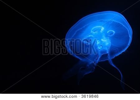 ゼリー魚