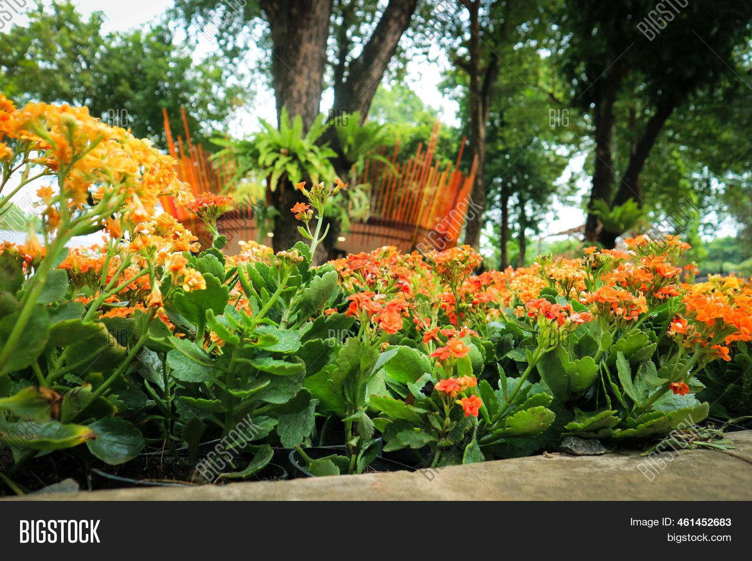 Marmalade Bush Has Image & Photo (Free Trial) Bigstock
