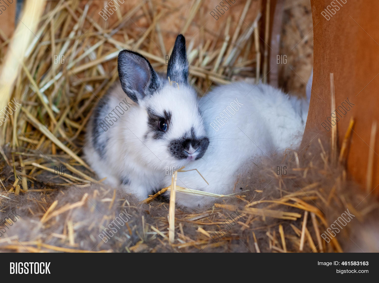 25 Day Old Rabbit. Image & Photo (Free Trial) Bigstock