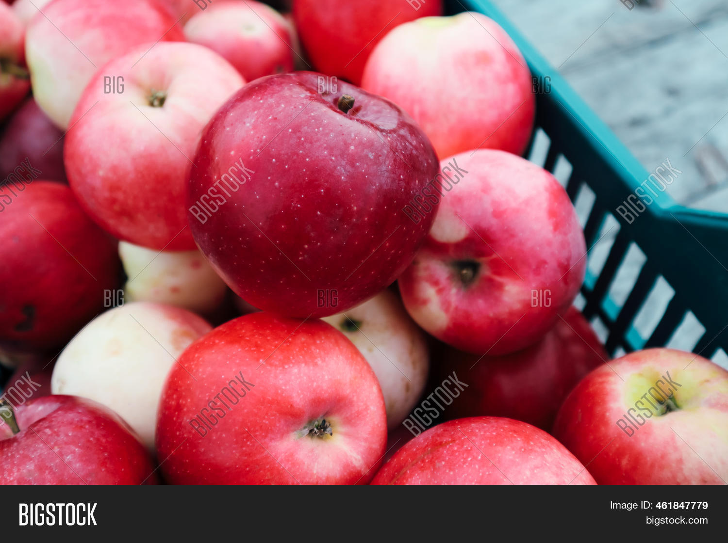 Harvesting Garden. Red Image & Photo (Free Trial) Bigstock