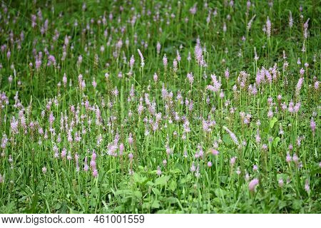 Barnardia Japonica Flowers. Asparagaceae Perennial Bulbous Plants. Pink Racemes From August To Septe