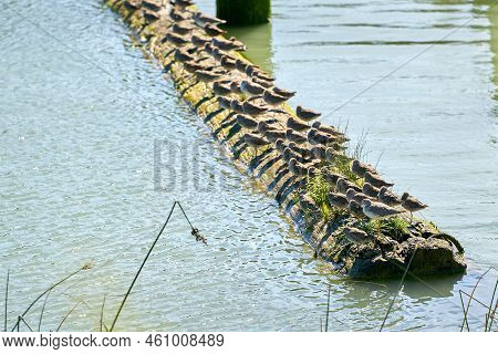 Lesser Yellowleg Sandpipers Resting. Lesser Yellowleg Sandpipers Rest On A Floating Log.