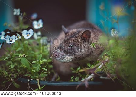 Giant African Pouched Rat In A Garden With Pansies