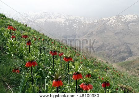 Crown Imperial blomster