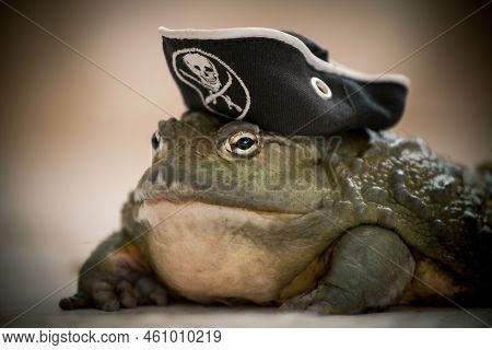 Amazing Big African Bullfrog In Pirate Hat