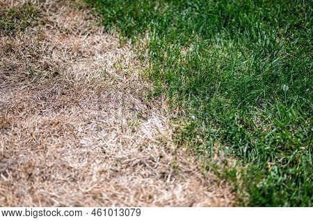 Visible Distinction Between Healthy Lawn And Chemical Burned Grass.
