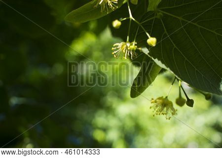 Close Up Of The Clusters Of Blooming Flowers Of Common Life Tilia X Europaea, Also Known As Linden, 