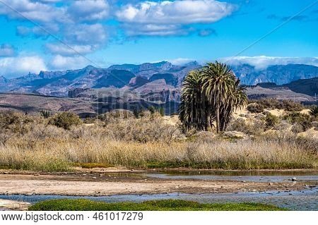 View On The Dunes Of Maspalomas And The Nature Reserve Charca De Maspalomas Lagoon On The Canary Isl