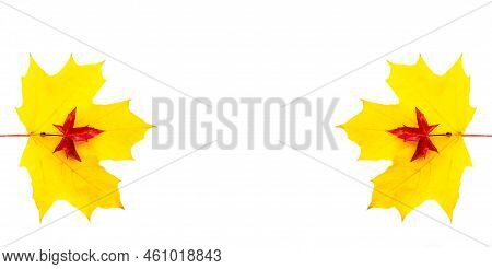 Banner Of The Background Of Yellow Maple Leaves With Space For Text On A White Background. Autumn Le