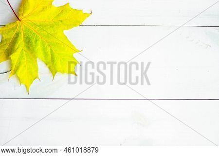 Background Of Many Yellow Maple Leaves With Space For Text On A White Background. Autumn Leaf Backgr