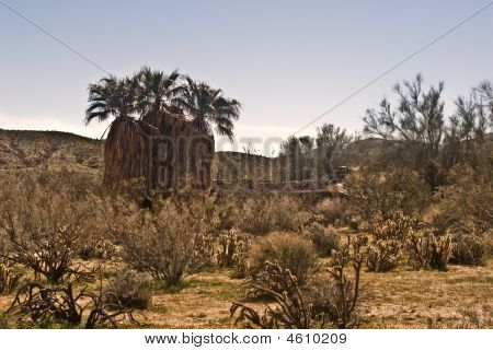 Californien Fan Palms